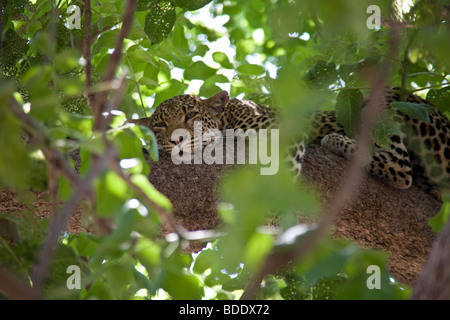 La Zambie, Tafika Camp, Luangwa River, South Luangwa National Park. Jeep Safari ,Bush Leopard Banque D'Images