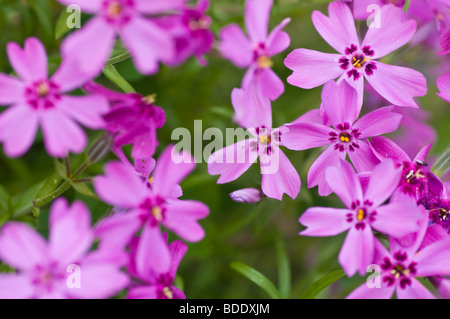 Phlox subulata Banque D'Images