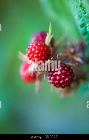 Rubus Phoenicolasius. Fruit wineberry japonais sur le buisson Banque D'Images