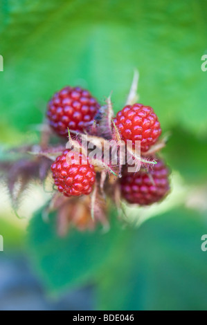 Rubus Phoenicolasius. Fruit wineberry japonais sur le buisson Banque D'Images