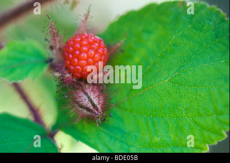 Rubus Phoenicolasius. Fruit wineberry japonais sur le buisson Banque D'Images