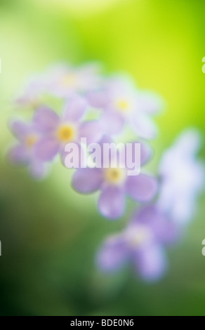 Close up impressionniste de minuscules fleurs bleu-violet de forget-me-not ou Myosotis avec fond vert jaune rétroéclairé Banque D'Images