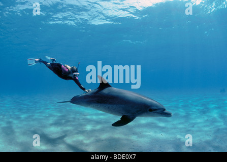 Snorkeler natation avec grand dauphin (Tursiops truncatus), Nuweiba, Egypte - Mer Rouge. Banque D'Images