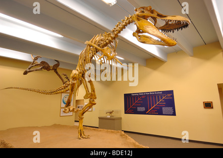 L'Allosaurus était un grand dinosaure carnivore. Ce spécimen est présentée au Musée des dinosaures, Blanding, Utah, USA Banque D'Images