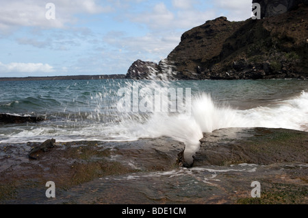 L'alimentation de l'Iguane Marina sur un rivage rocailleux comme surf arrive, Bartolome Island, îles Galapagos, Equateur, Amérique du Sud. Banque D'Images