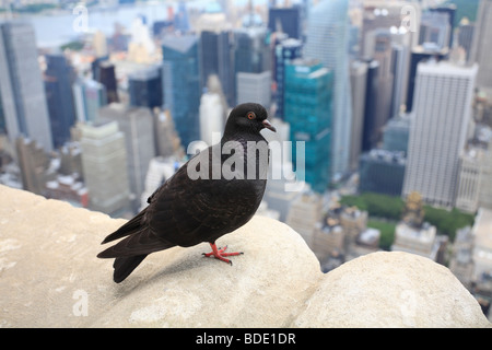 Pigeon sur New York de l'Empire State Building. Banque D'Images