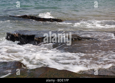 L'alimentation de l'Iguane Marina sur un rivage rocailleux comme surf arrive, Bartolome Island, îles Galapagos, Equateur, Amérique du Sud. Banque D'Images