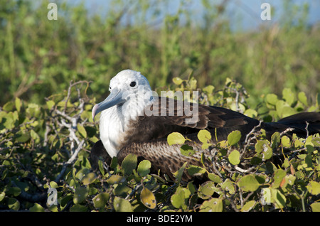 Femme Grande Frégate superbe assis sur nid, l'île Seymour, îles Galapagos, en Équateur, l'océan Pacifique. Banque D'Images