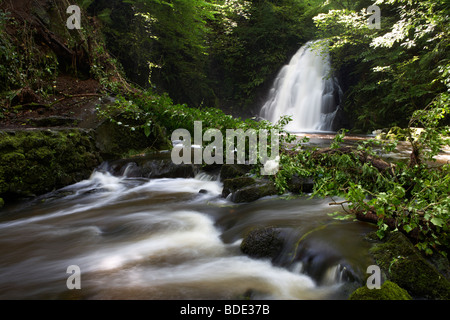 Tree repliés en raison de l'érosion des sols et de fortes pluies dans la rivière à la cascade de Gleno ou Glenoe Banque D'Images