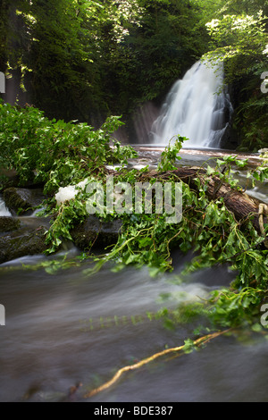 Tree repliés en raison de l'érosion des sols et de fortes pluies dans la rivière à la cascade de Gleno ou Glenoe beauty spot Banque D'Images