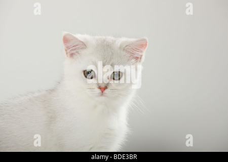 Chat, chaton British Shorthair, silver-shaded Banque D'Images