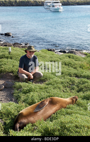 Lion de mer femelle allongé sur l'herbe, avec l'homme la regardant, North Plaza Island, îles Galapagos, l'Océan Pacifique Banque D'Images