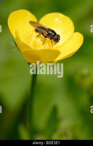 Moindre mouche domestique (Fannia canicularis) sur la renoncule, England, UK Banque D'Images