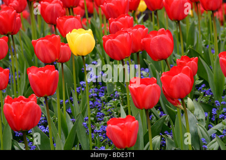 Yellow and red tulip (tulipa genre) fleurs , England UK Banque D'Images