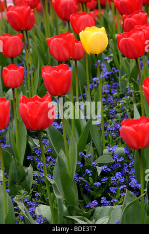 Yellow and red tulip (tulipa) genre fleurs, England, UK Banque D'Images