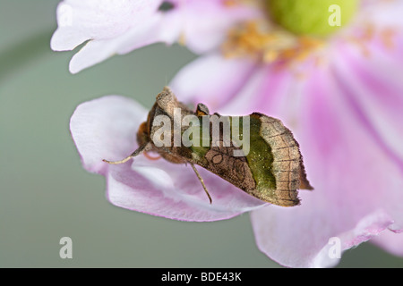 Laiton Bruni (Plusia / Diachrysia chrysitis) sur capitules Banque D'Images