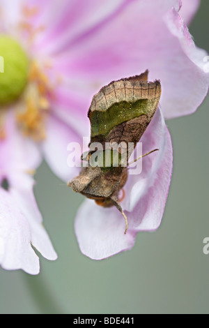 Laiton Bruni (Plusia / Diachrysia chrysitis) sur capitules Banque D'Images