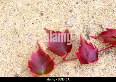 L'érable japonais (Acer palmatum) 'bloodgood' quitte Banque D'Images