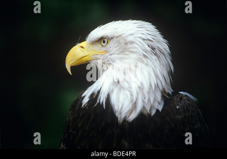 Pygargue à tête blanche, l'Alaska Raptor Rehabilitation Centre, Sitka, Alaska, USA. Banque D'Images