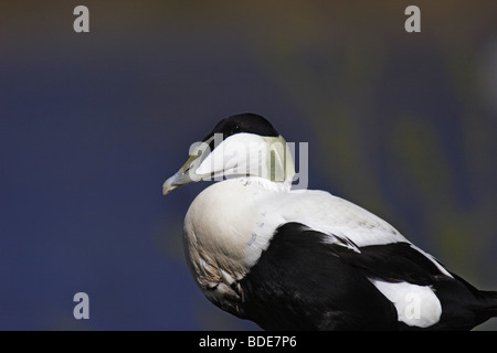 Eiderente (Somateria mollissima) Common Eider homme Banque D'Images
