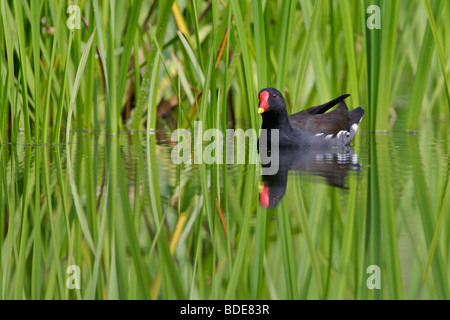 Gallinule poule-d'eau Gallinula chloropus en roseaux avec réflexion Banque D'Images