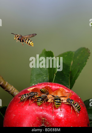 Les guêpes Dolichovespula media médian et guêpes Vespula Vulgaris communs se nourrissent de pommes tombées Banque D'Images