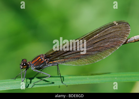 Femme Belle Demoiselle Calopteryx virgo perché sur herbe Banque D'Images