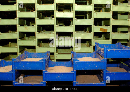 Ferme de Maggot Banque D'Images