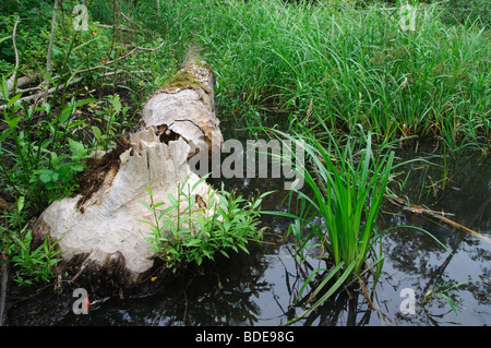 Un arbre rongé par le castor d'Europe Castor fiber Banque D'Images