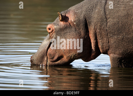 L'Hippo, Kruger Park, Afrique du Sud. Banque D'Images