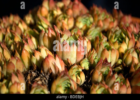 Sedum croissant dans un pot en terre cuite. Banque D'Images