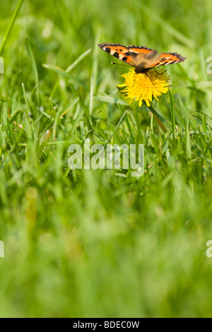 Le beau papillon lumineux se trouve sur une plante. Banque D'Images