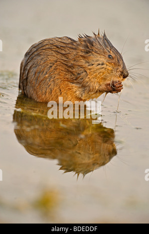 Un Bebe Assis Dans Le Rat Musque Sur La Vegetation D Eau Et Alimentation Photo Stock Alamy Un Bebe Assis Dans Le Rat Musque Sur La Vegetation D Eau Et Alimentation Photo Stock Alamy