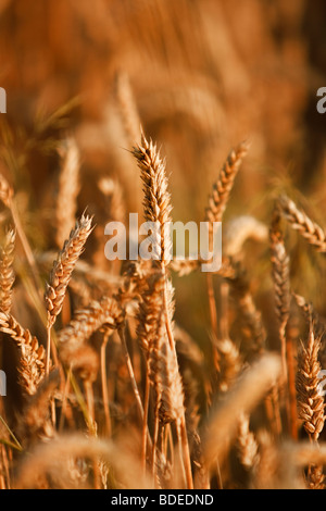 Blé (Triticum) Banque D'Images