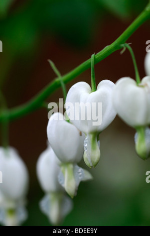 Lamprocapnos bleeding heart blanc Dicentra spectabilis Alba ombre floraison printemps fleurs en forme de coeur forme woodland flower Banque D'Images