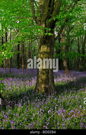 Tapis de jacinthes dans Jenkinstown Wood County Kilkenny Irlande Banque D'Images