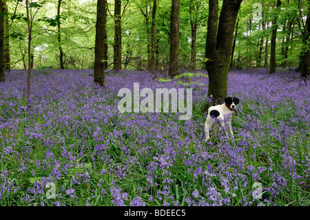 Chien blanc Tapis de jacinthes dans Jenkinstown Wood County Kilkenny Irlande Banque D'Images