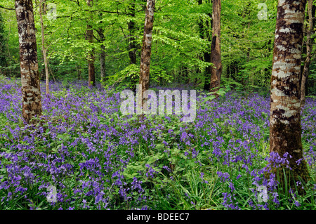 Tapis de jacinthes dans Jenkinstown Wood County Kilkenny Irlande Banque D'Images