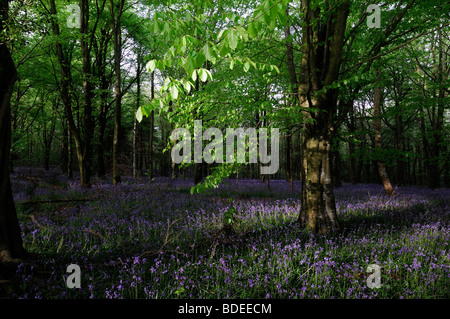 Tapis de jacinthes dans Jenkinstown Wood County Kilkenny Irlande Banque D'Images