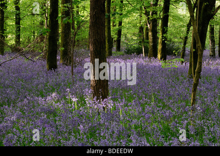 Tapis de jacinthes dans Jenkinstown Wood County Kilkenny Irlande Banque D'Images