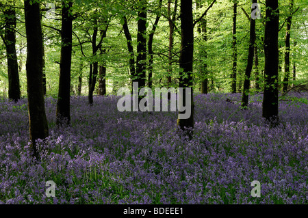 Tapis de jacinthes dans Jenkinstown Wood County Kilkenny Irlande Banque D'Images