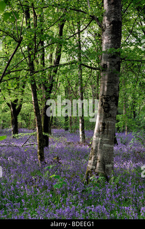 Tapis de jacinthes dans Jenkinstown Wood County Kilkenny Irlande Banque D'Images