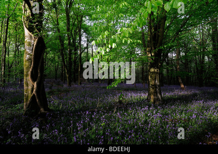 Tapis de jacinthes dans Jenkinstown Wood County Kilkenny Irlande Banque D'Images