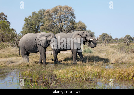 Deux hommes l'Éléphant de boire à un bassin du delta de l'Okavango, Moremi, le nord du Botswana Banque D'Images