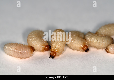 Charançon de la vigne Otiorhynchus sulcatus vers blancs sur un fond noir fond blanc Banque D'Images