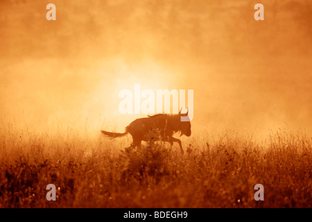 Gnous au coucher du soleil sur les plaines du Serengeti pendant la migration annuelle vers le Masai Mara Banque D'Images