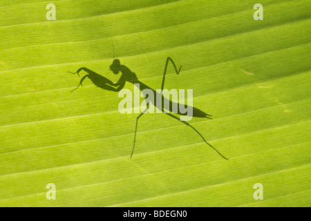 Ombre de mantes sur des feuilles de banane Banque D'Images