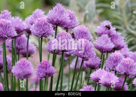 Alium schoenoprasum ciboulette Banque D'Images