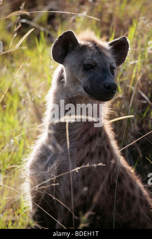 L'Hyène tachetée dans le parc national du Serengeti en Tanzanie à l'aube Banque D'Images