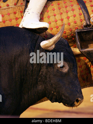 Tête d'un taureau tout en étant transpercé par le picador. Corrida à Real Maestranza, Séville, Espagne, le 15 août 2006. Banque D'Images